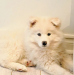 Russian Samoyed puppy 9 months old